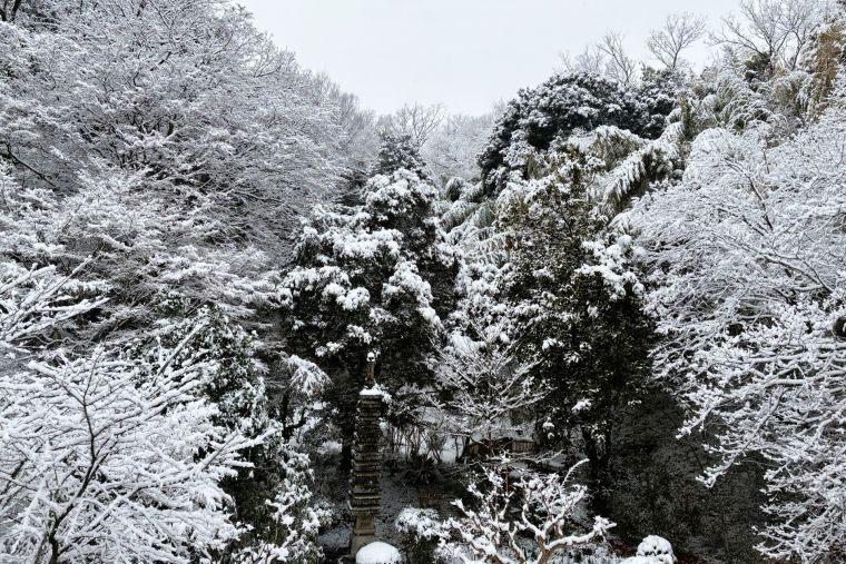一晩で別世界に来たかのような景色となりました